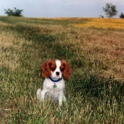 Photo de Cavalier king charles spaniel