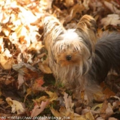 Photo de Yorkshire terrier