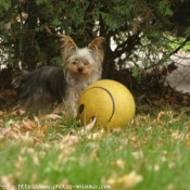 Photo de Yorkshire terrier