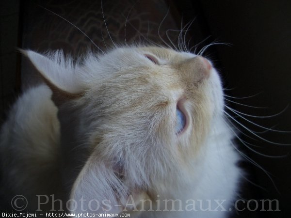 Photo de Ragdoll