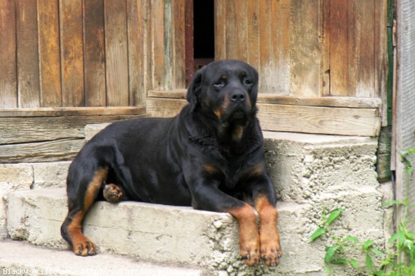 Photo de Rottweiler