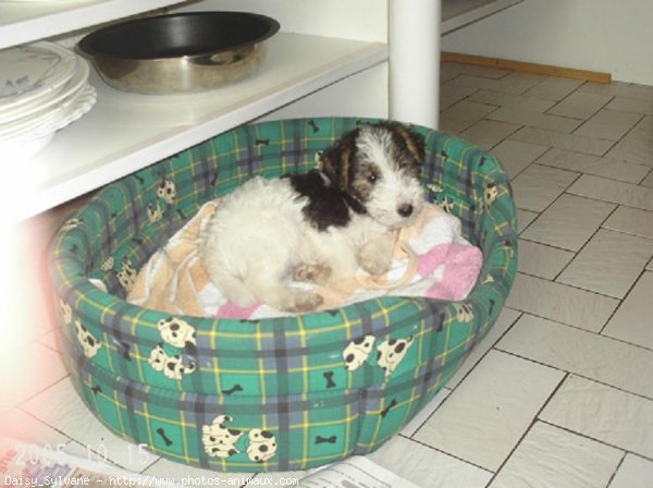 Photo de Fox terrier  poil dur