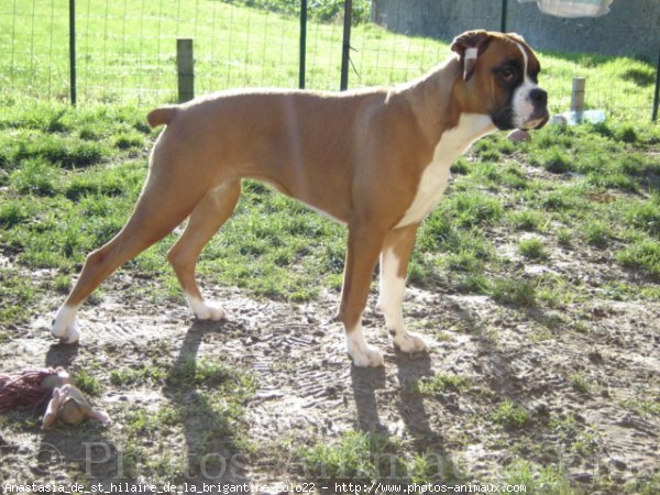 Photo de Boxer