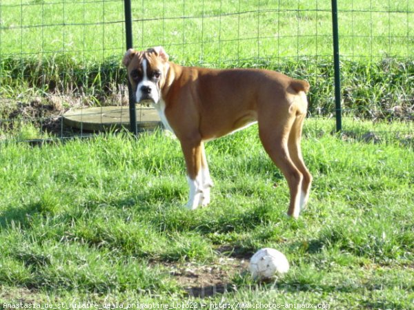 Photo de Boxer