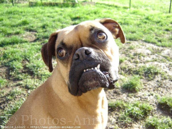 Photo de Boxer