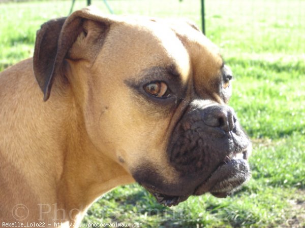 Photo de Boxer