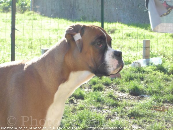 Photo de Boxer