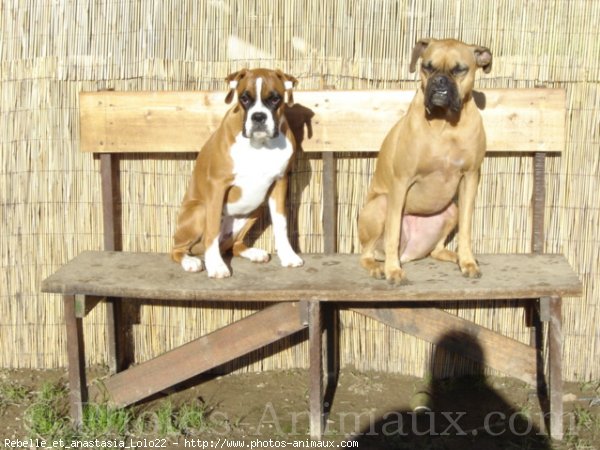 Photo de Boxer