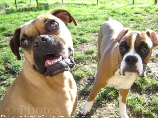 Photo de Boxer