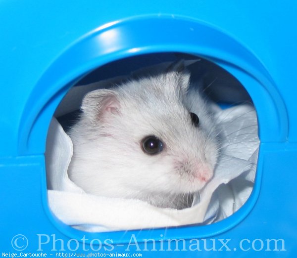 Photo de Hamster