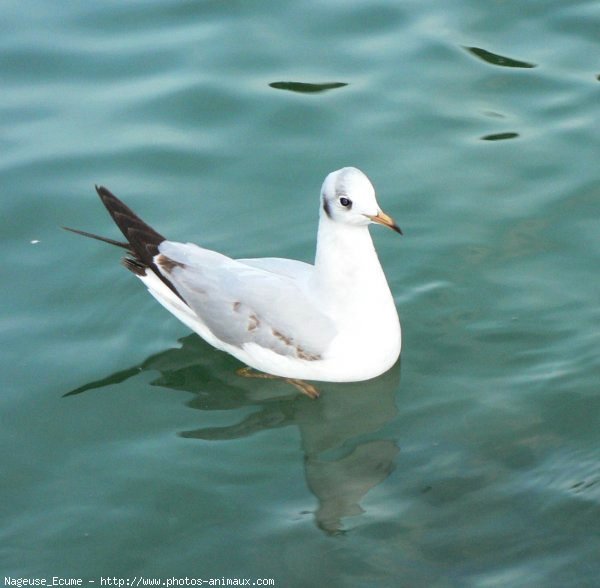 Photo de Mouette