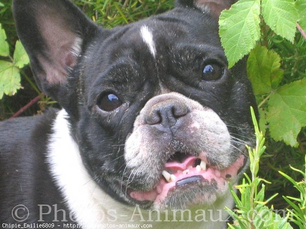 Photo de Bouledogue franais