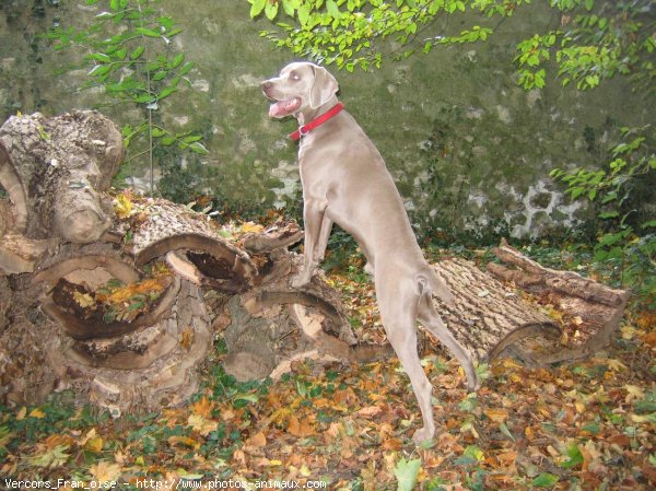 Photo de Braque de weimar poil court