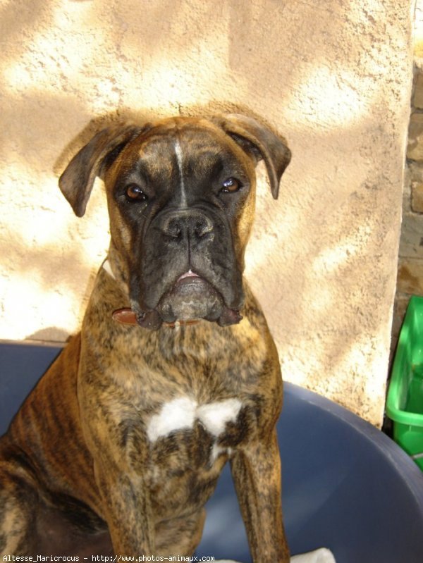 Photo de Boxer