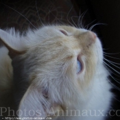 Photo de Ragdoll