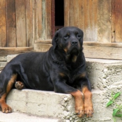 Photo de Rottweiler