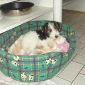 Photo de Fox terrier  poil dur