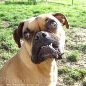 Photo de Boxer