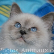 Photo de Sacr de birmanie