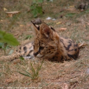 Photo de Serval