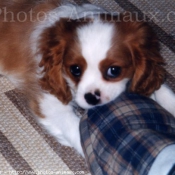 Photo de Cavalier king charles spaniel