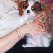 Photo de Cavalier king charles spaniel