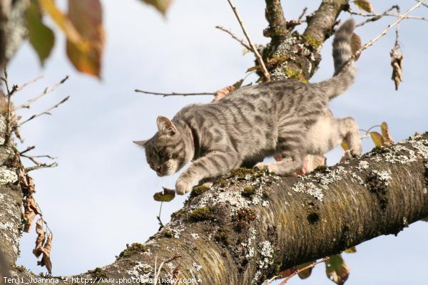 Photo de Chat domestique