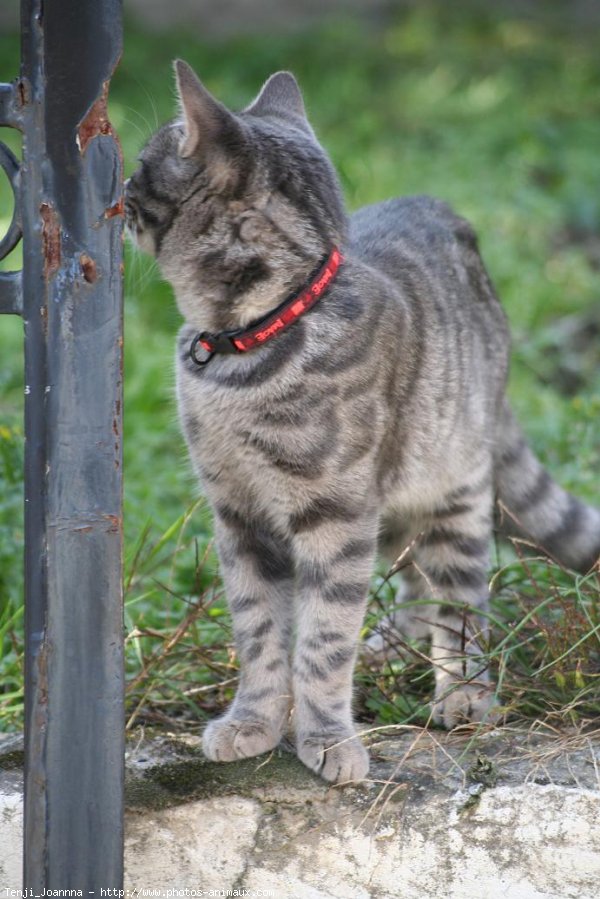 Photo de Chat domestique