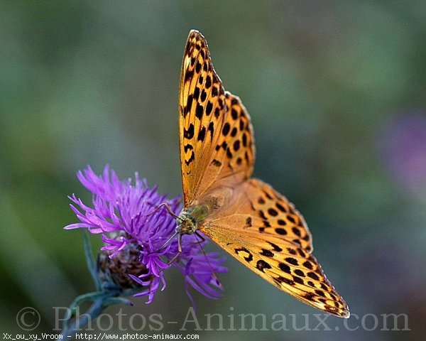 Photo de Papillon