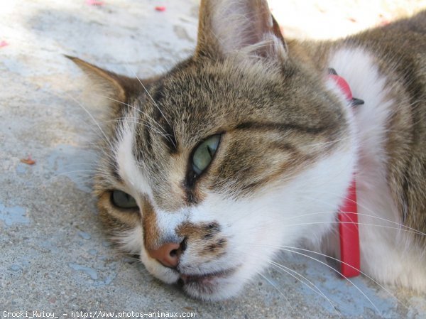 Photo de Chat domestique