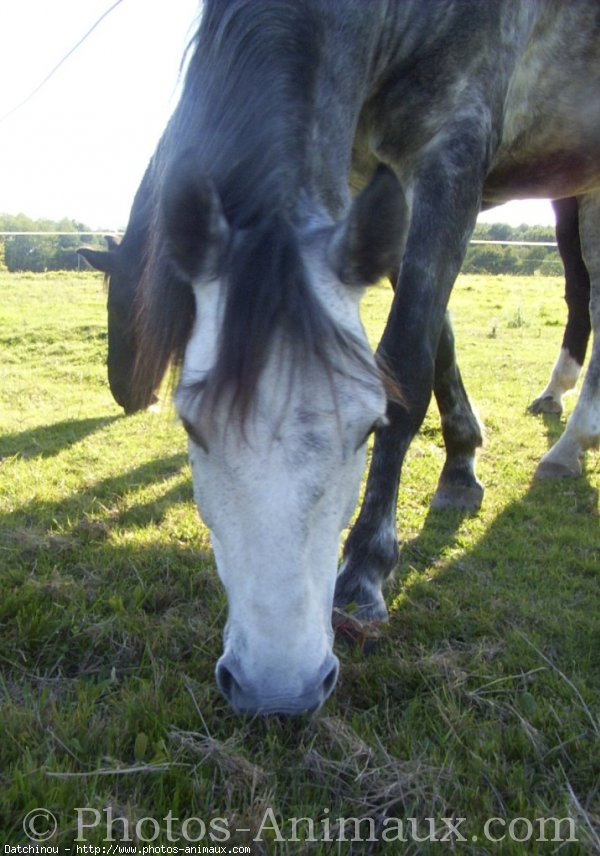 Photo de Poney franais de selle