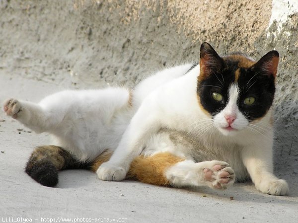 Photo de Chat domestique