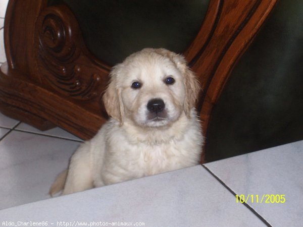 Photo de Golden retriever