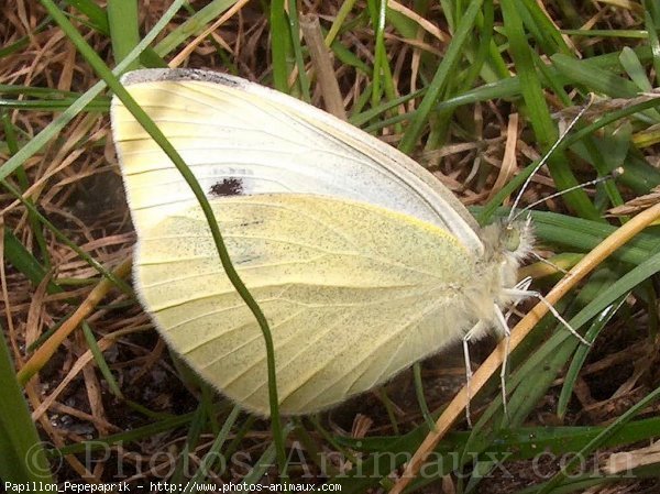 Photo de Papillon