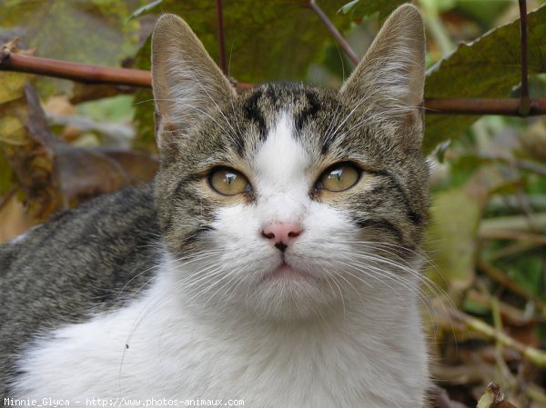 Photo de Chat domestique