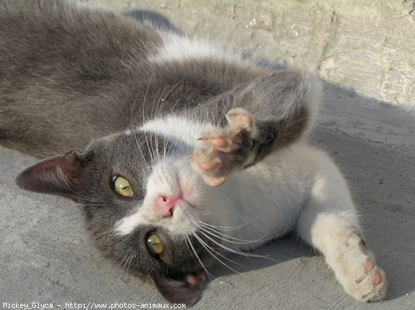 Photo de Chat domestique