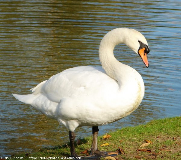 Photo de Cygne