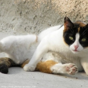 Photo de Chat domestique