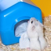 Photo de Hamster