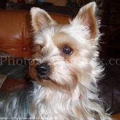 Photo de Yorkshire terrier