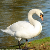 Photo de Cygne