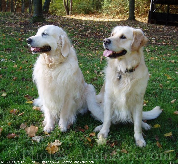 Photo de Golden retriever