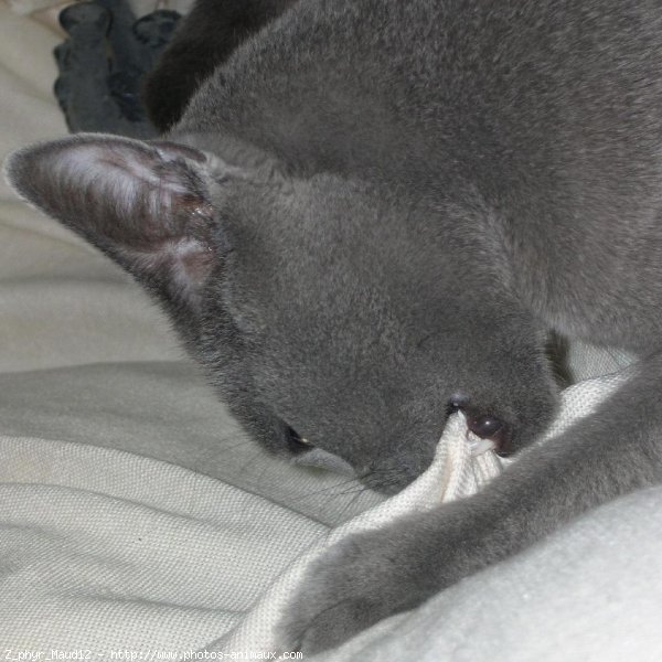 Photo de Chartreux