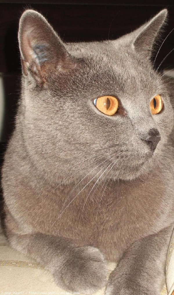 Photo de Chartreux