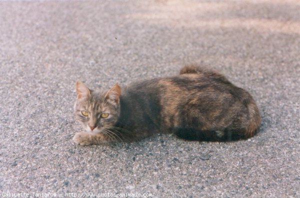 Photo de Chat domestique