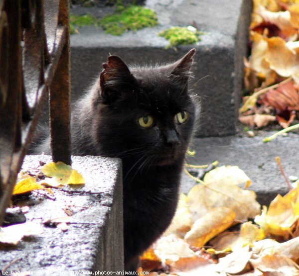 Photo de Chat domestique