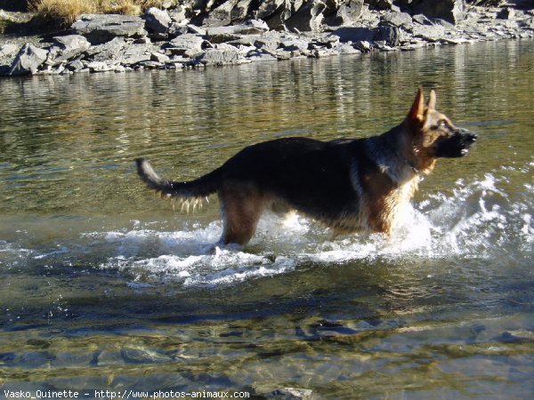 Photo de Berger allemand  poil court