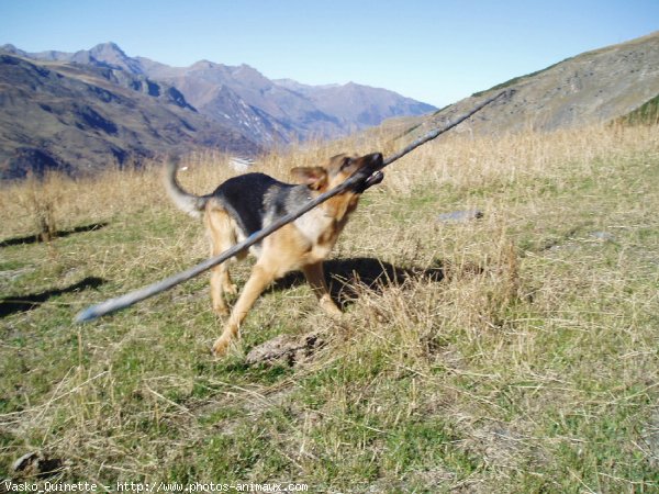 Photo de Berger allemand  poil court