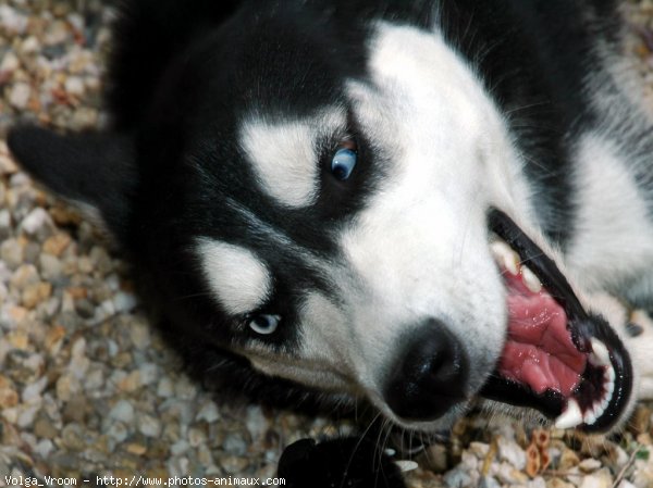 Photo de Husky siberien