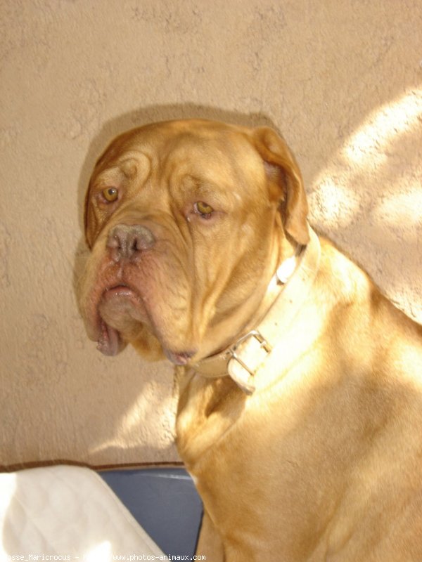 Photo de Dogue de bordeaux